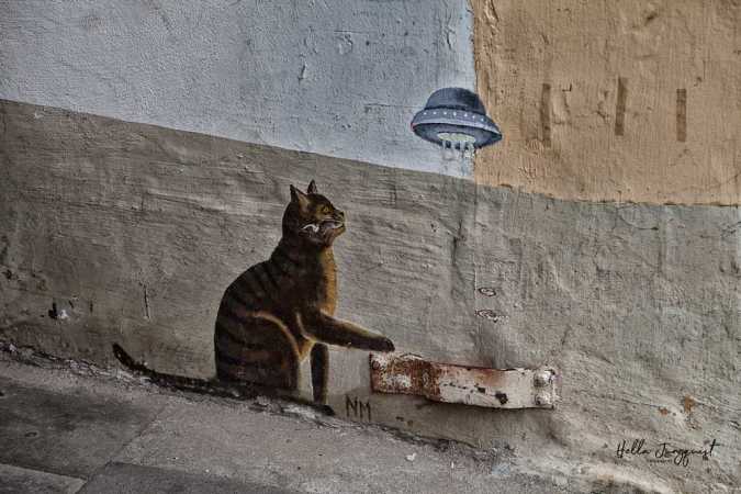 Kat fra Flensborg