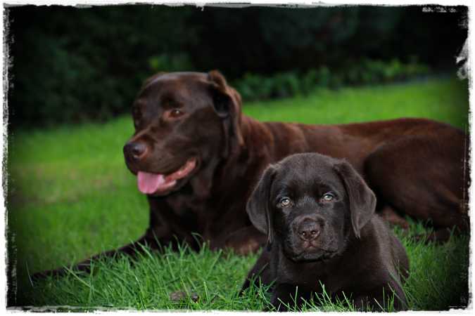 Say Hallo, Bonnie & Smokey.