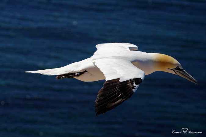 Suller på Helgoland :)