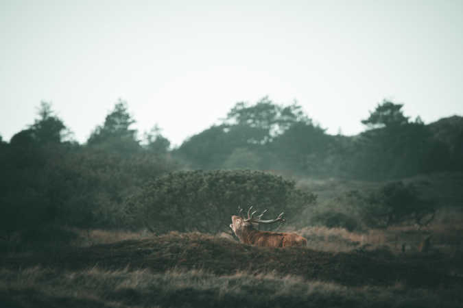 Roaring in the Woods