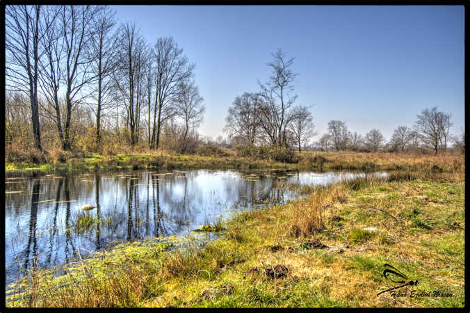 skov med en lille sø