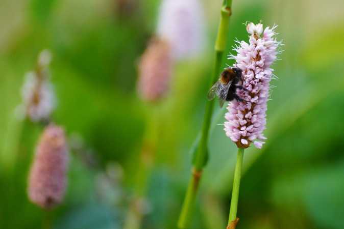 humlebi på blomst ihavenDSC01732