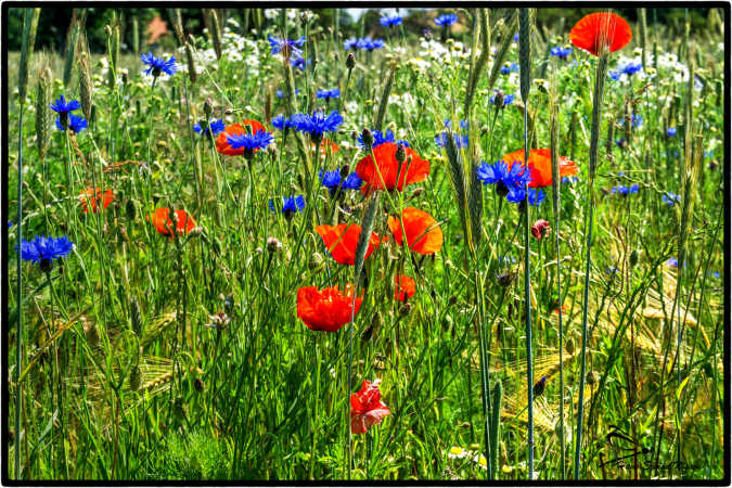 masse af blomster 