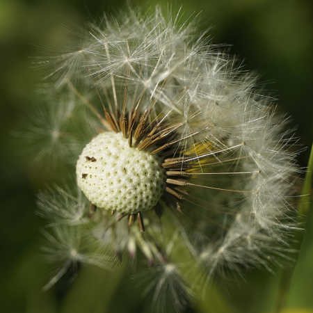 pusteblume