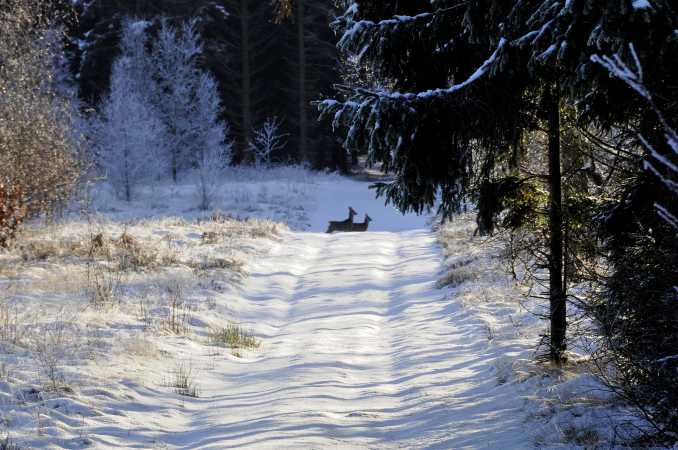 Rådyr i sne 1/2