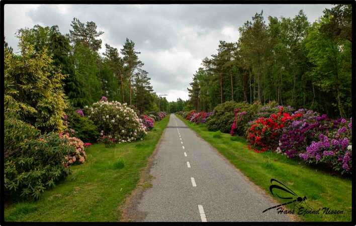 Læsø cykelsti