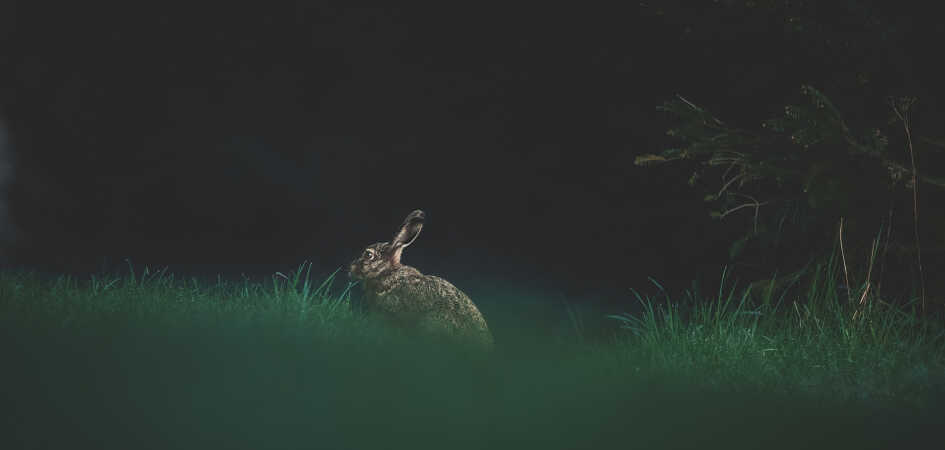 Haren  i skoven