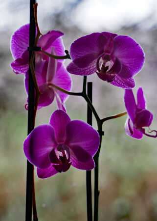 En orkide fra stuen