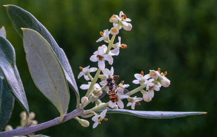 oliven blomst med gæster
