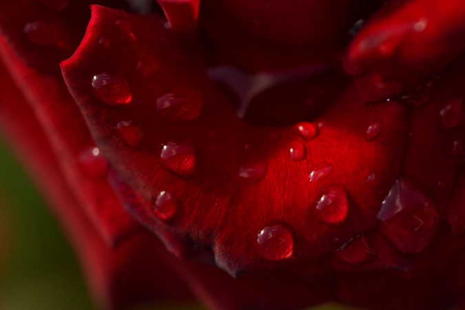 Rød Rose efter Regn