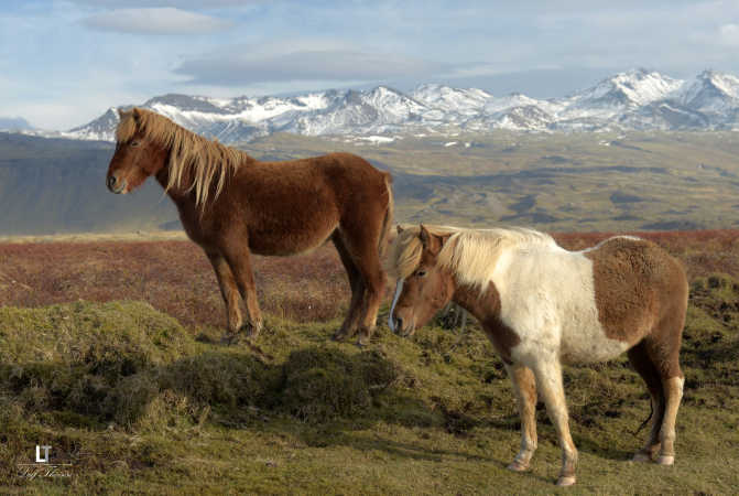 islandske heste i deres element