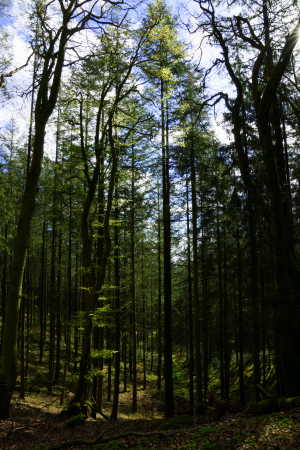 Skov i Rold Skov