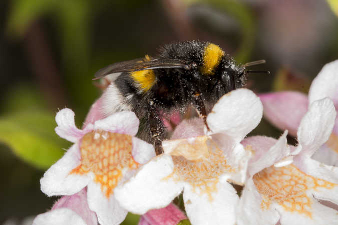 brummi med pollen
