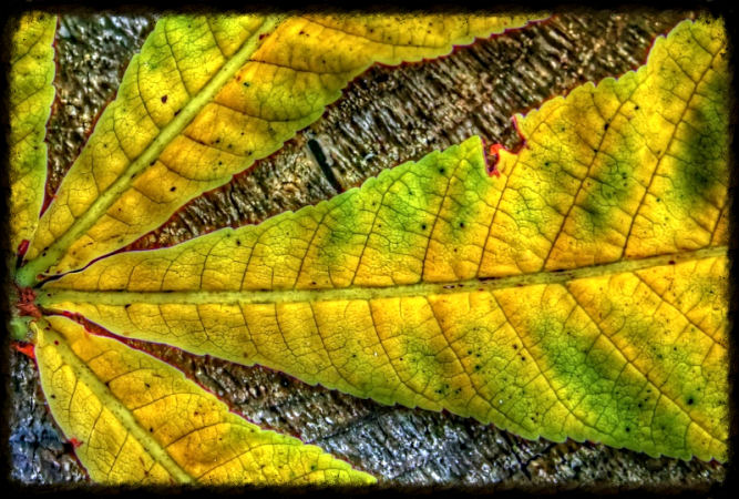 Efterår med gul og grøn farve