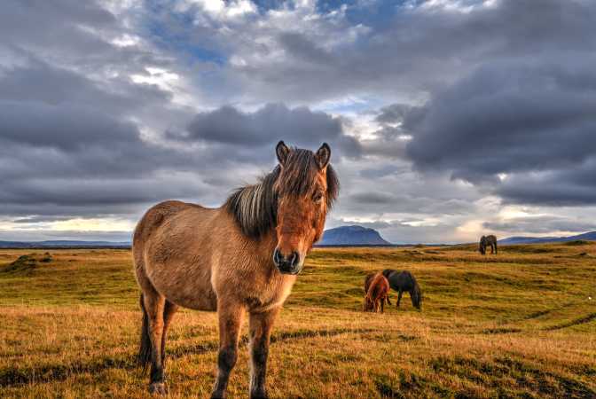 Ingen Island uden hest