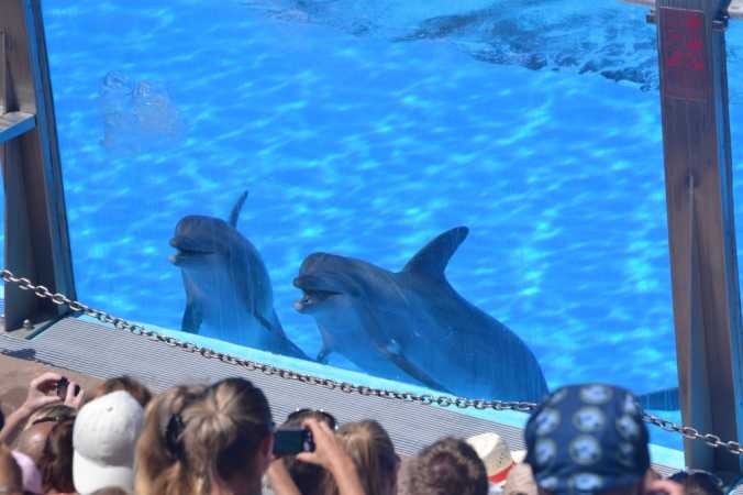 delfin show