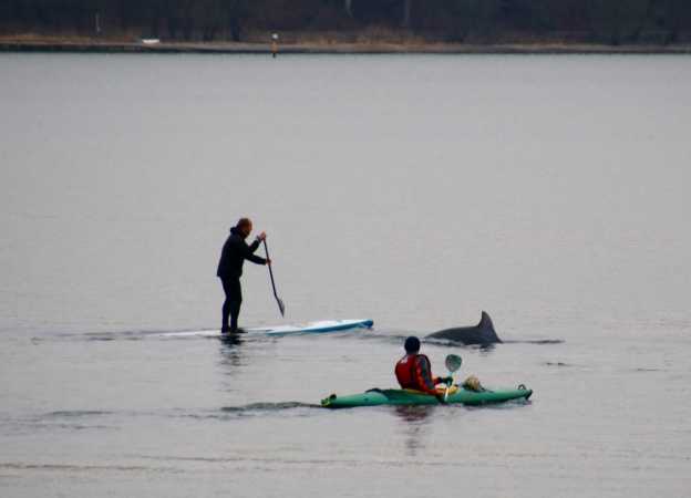 Delfin i  Flensborg Fjord