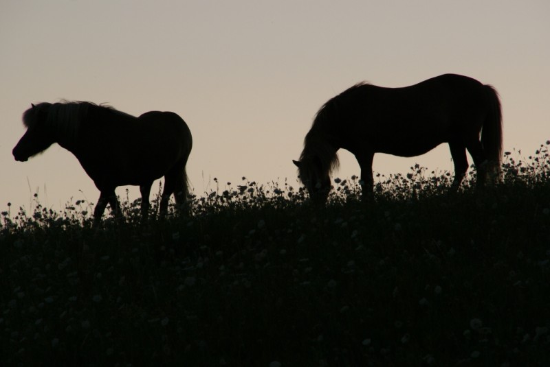 heste i sommersolnedgang