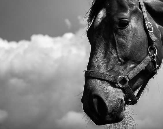 Portrait Horse -1