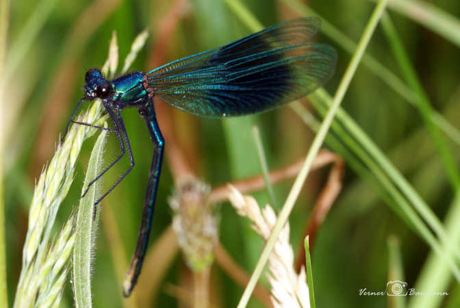En blå guldsmed