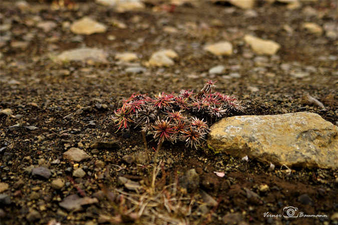 Makro af flora på Island :) 