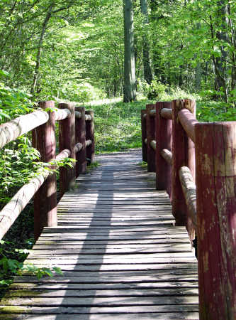 Broen i skoven