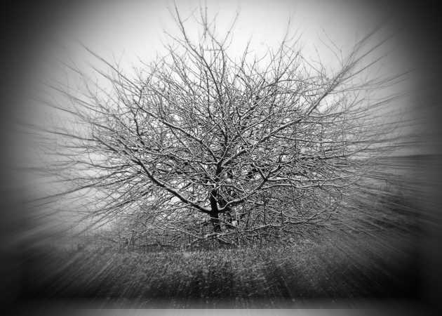 Træ i sne