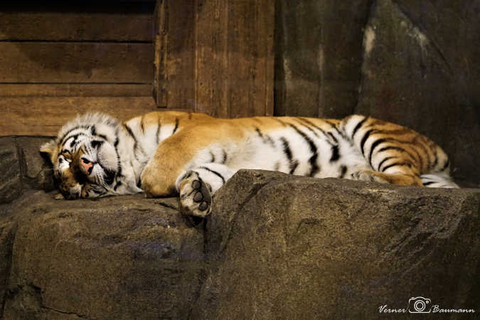 Psss...Tiger sover .