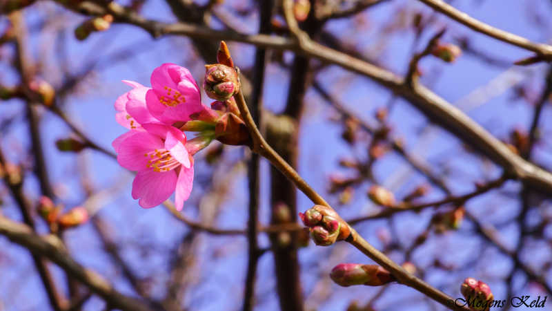 Japansk Kirsebærtræ (Prunus serrulata)