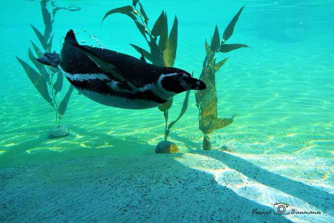 Pingving under vand :)