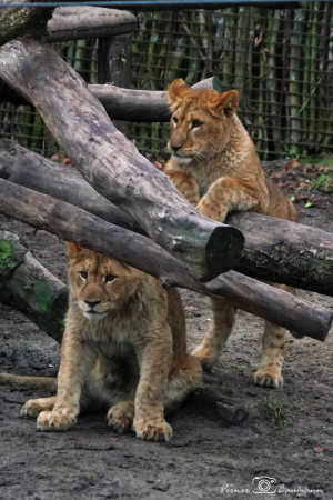 Løve unger leger