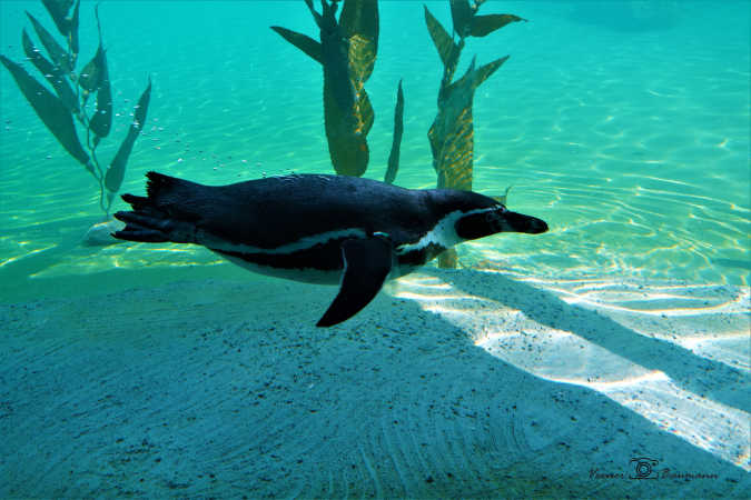 pingving svømmer under vand