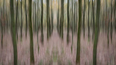 ICM-Skoven