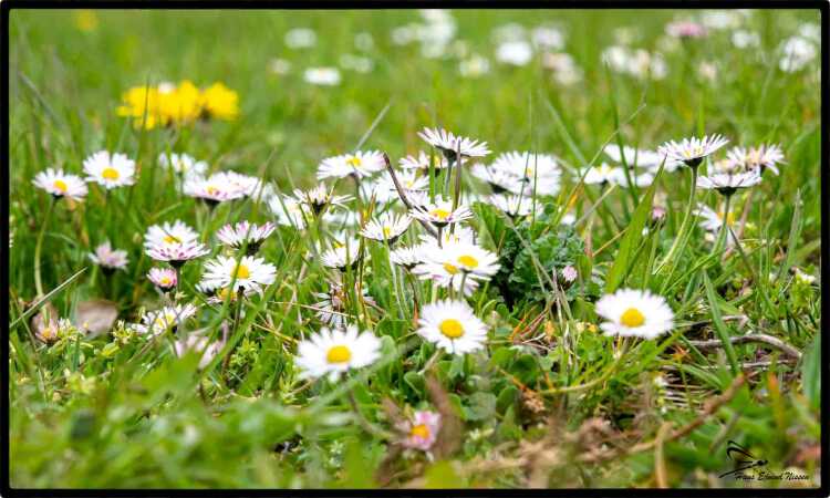 Blomster 