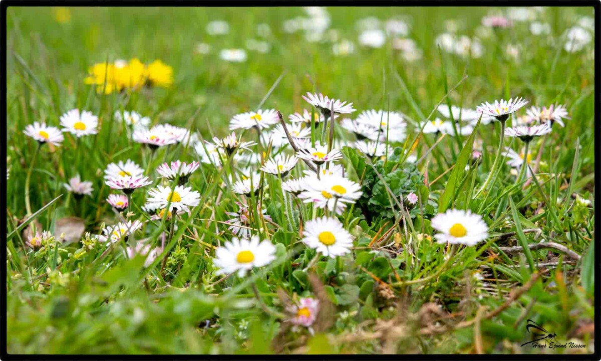 Blomster  – Hans Ejvind Nissen