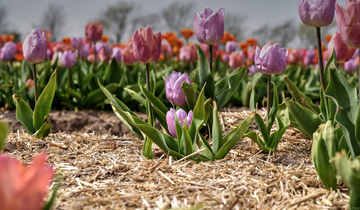 Tulipaner.. – Benthe Sørensen