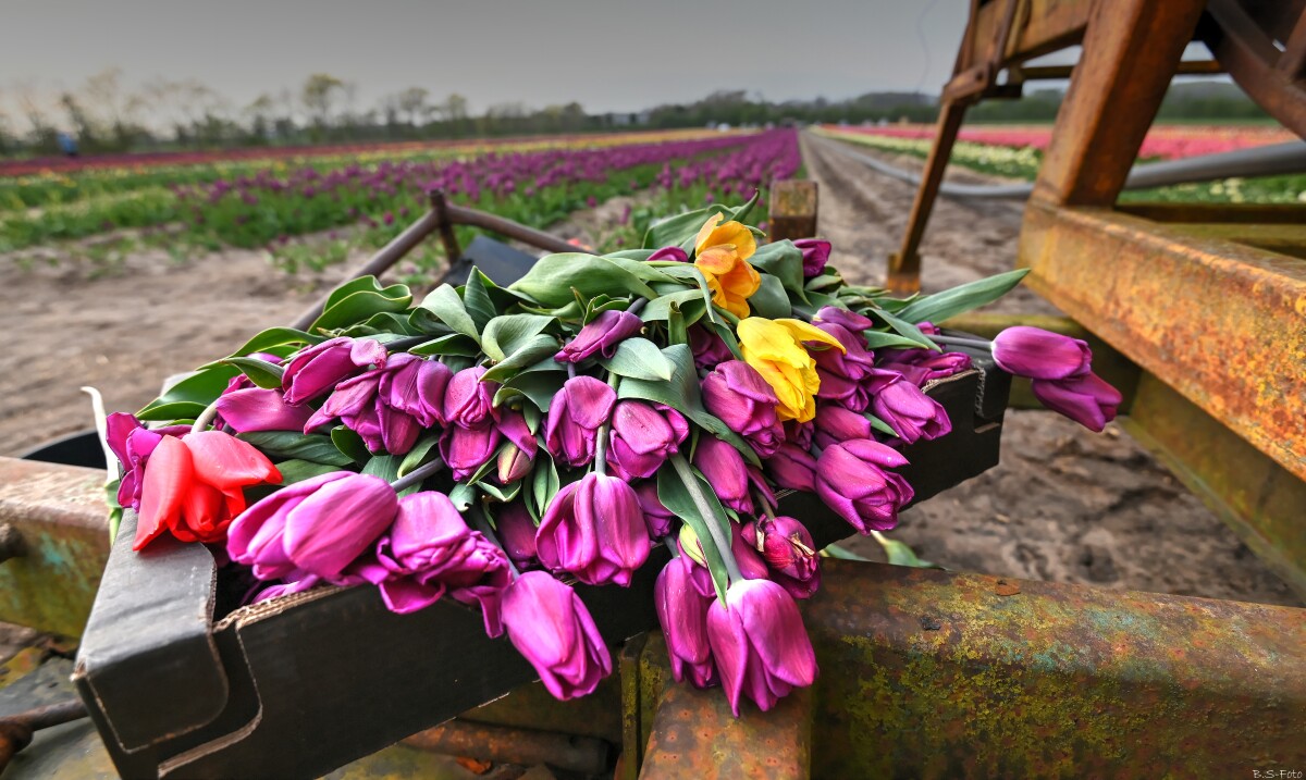 Tulipaner... – Benthe Sørensen