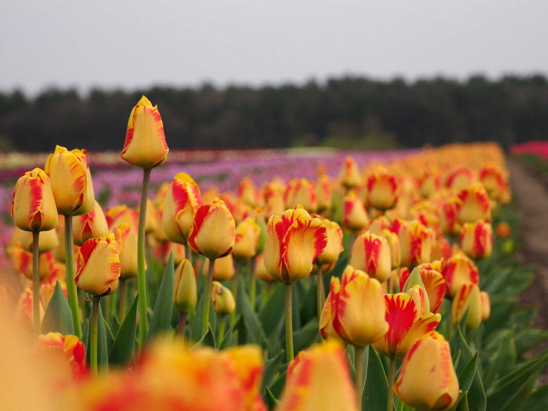 Tulipa Banja Luka – Steen Hansen
