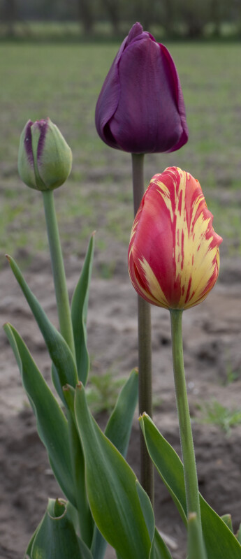 Tulipaner – Steen Hansen