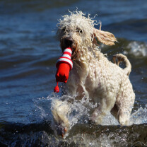 En vand hund 