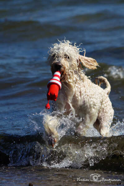 En vand hund