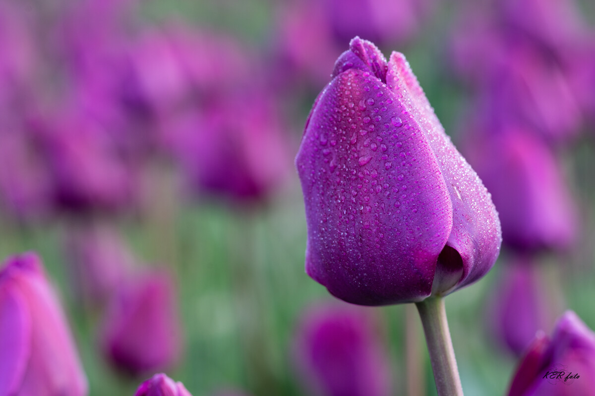 Tulipan fra Fole tulipanmark – Knud Erik Riis