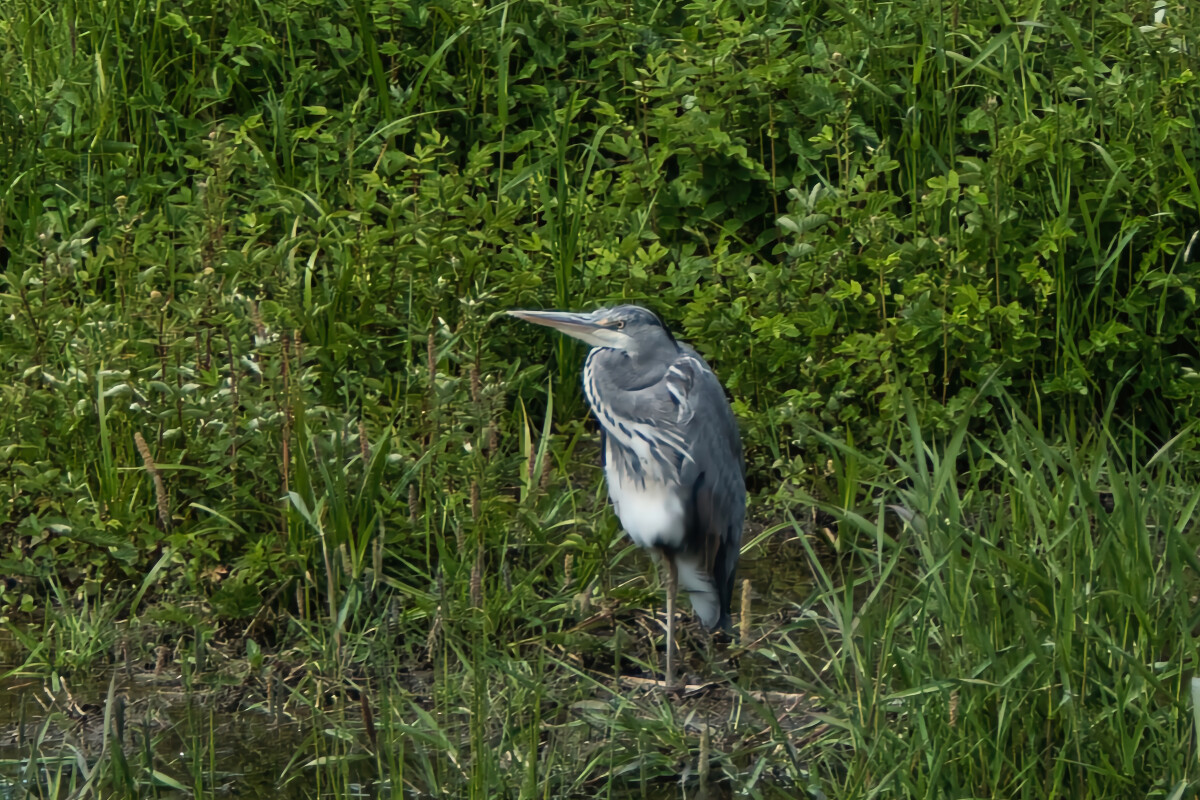 DSC06487   – Hans Johnsen