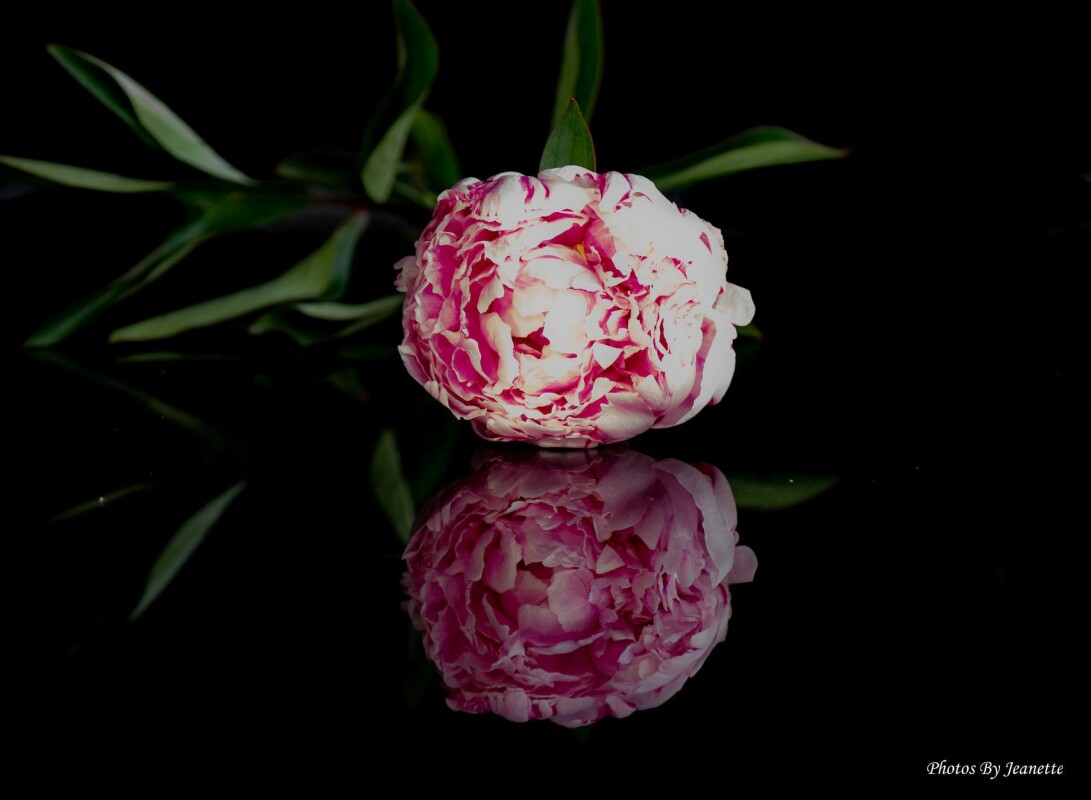 x 1..  – Jeanette Jensen