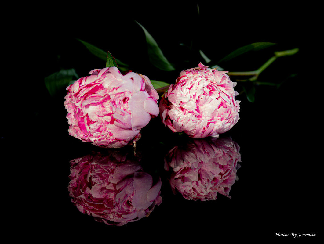 x 2.. – Jeanette Jensen