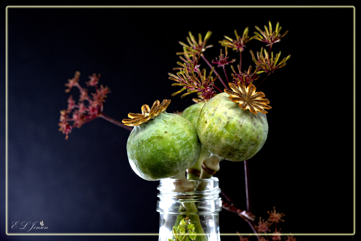 Makro – Ellen Lock Jensen