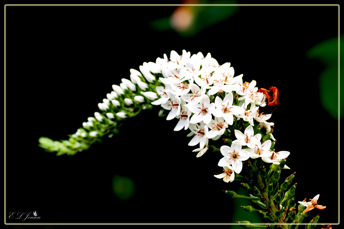 Hvid blomst – Ellen Lock Jensen