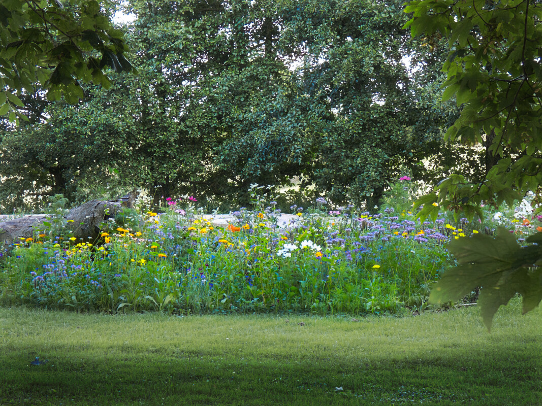 vilde blomster – Hans Johnsen