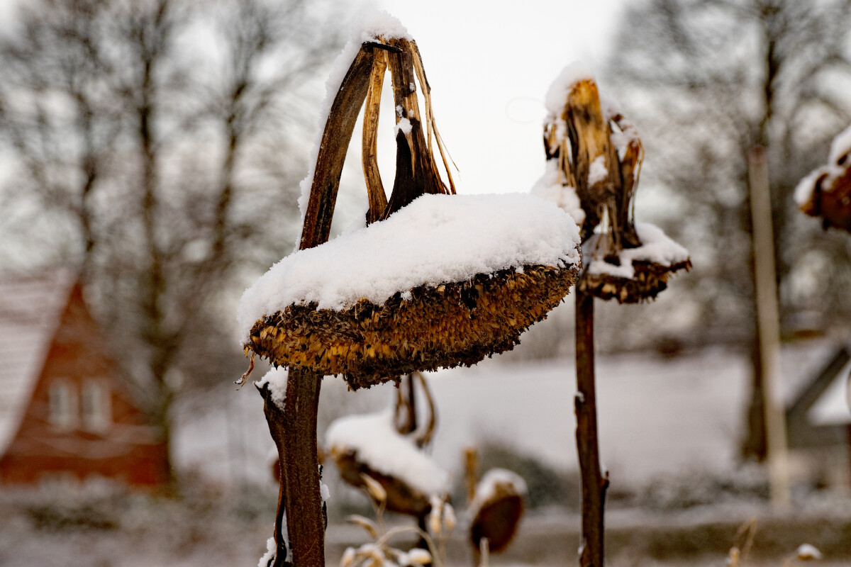 Det blev vinter! – Ellen Lock Jensen