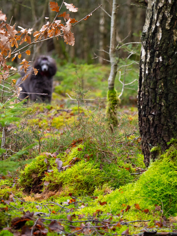 Baggrunden i skoven. – Jeanette Jensen